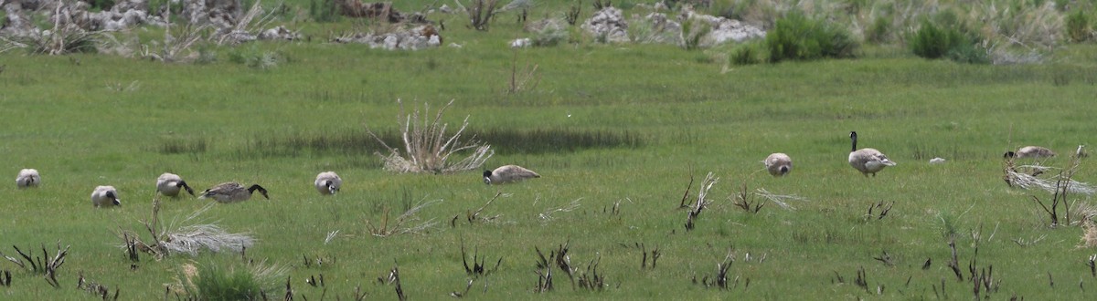 Canada Goose - Emilie Strauss