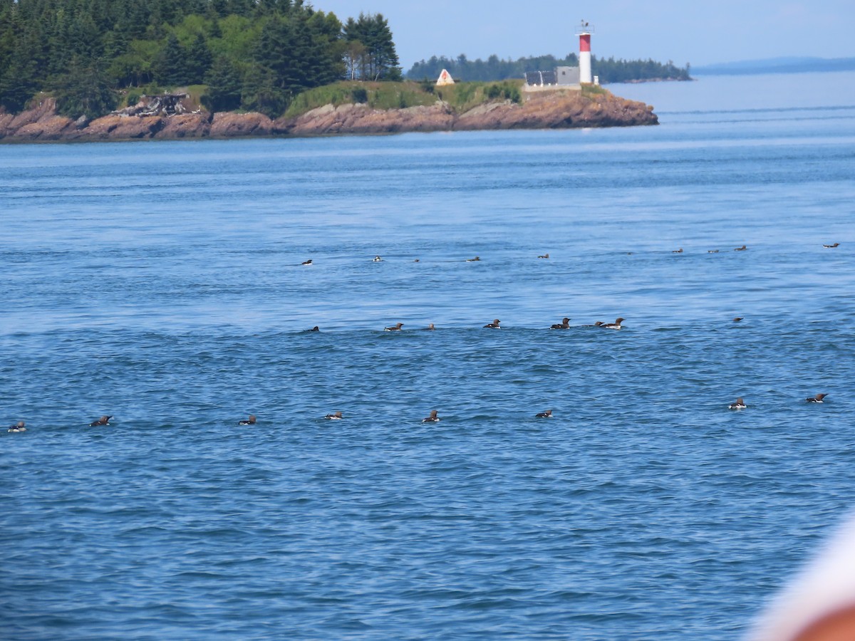 Common Murre - ML596093141