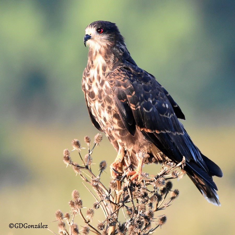 Snail Kite - ML596093261