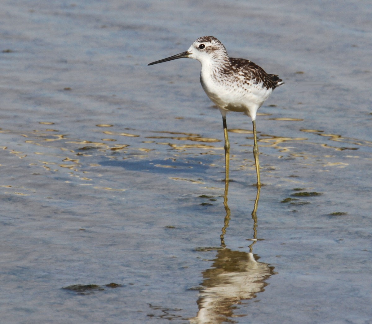 Marsh Sandpiper - ML596093461