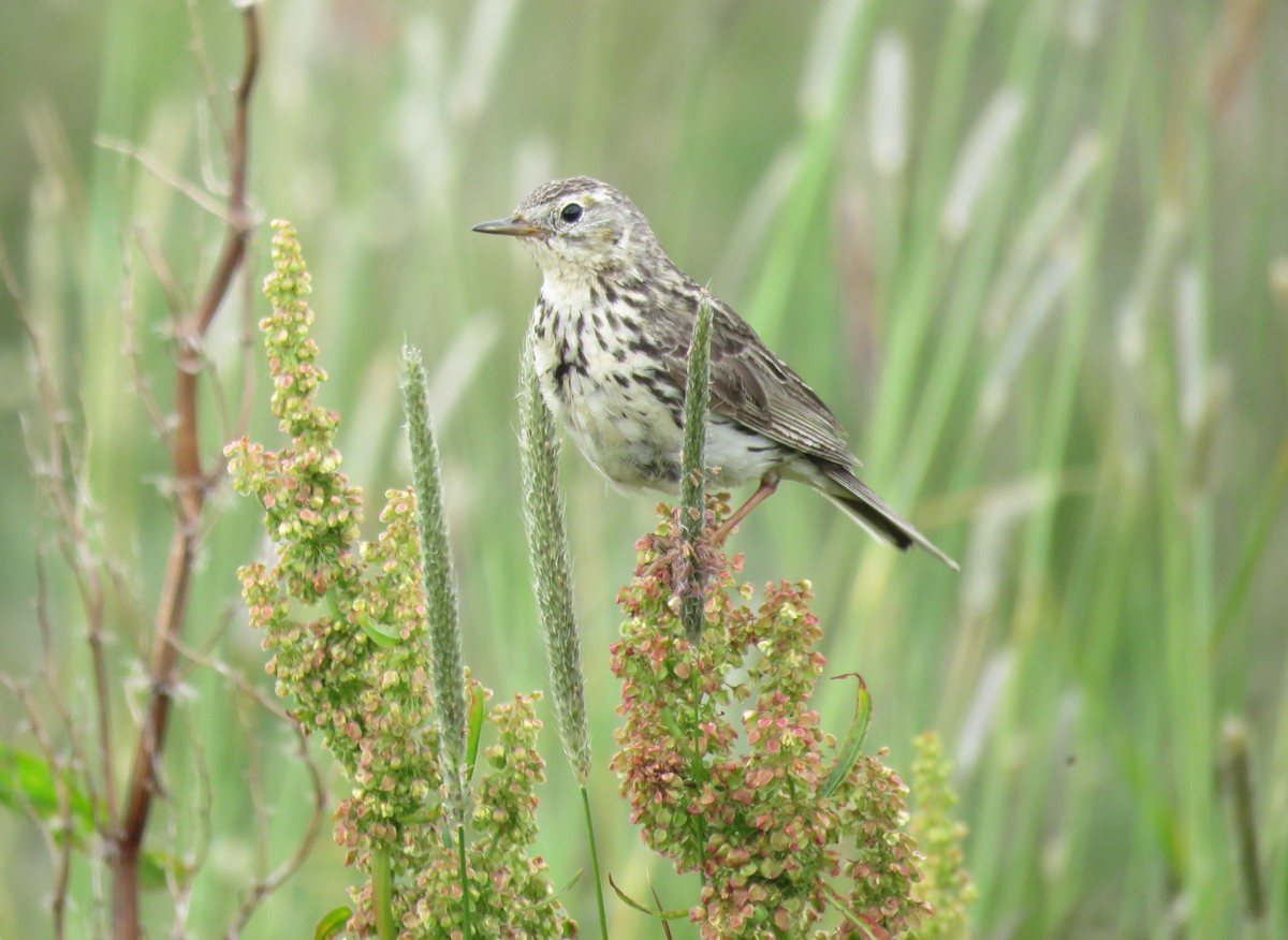 Meadow Pipit - ML596093511