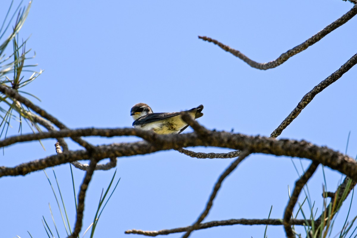 Violet-green Swallow - ML596093561