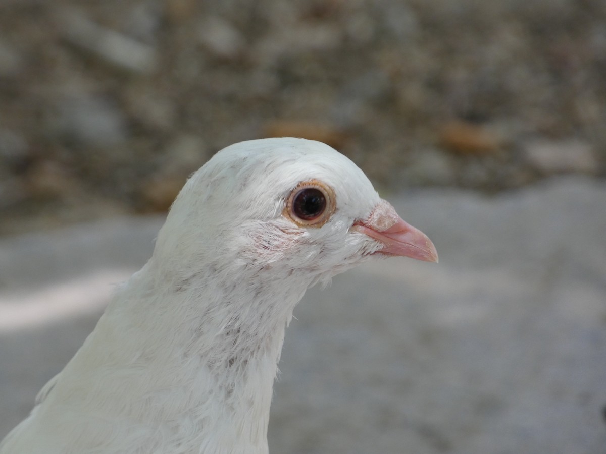 Сизый голубь (Одомашненного типа) - ML596093611