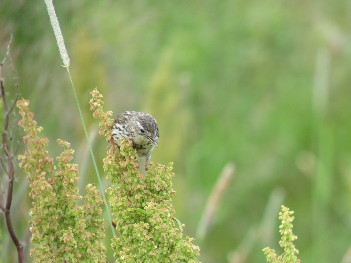 Meadow Pipit - ML596093771