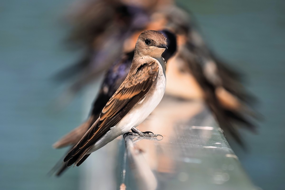 Northern Rough-winged Swallow - Alan Mitchnick