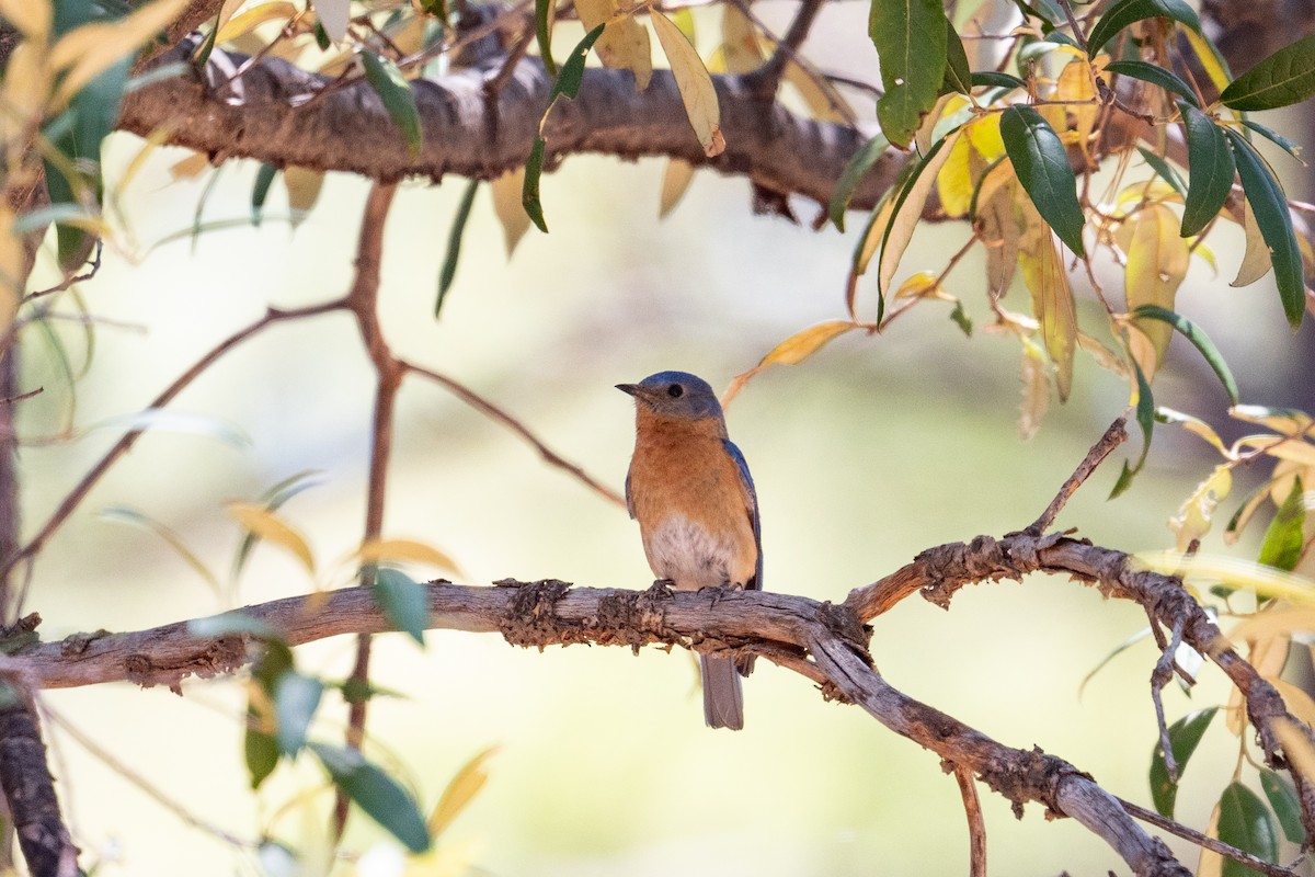 Eastern Bluebird (Mexican) - ML596095411