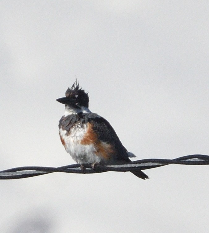 Belted Kingfisher - ML596095721