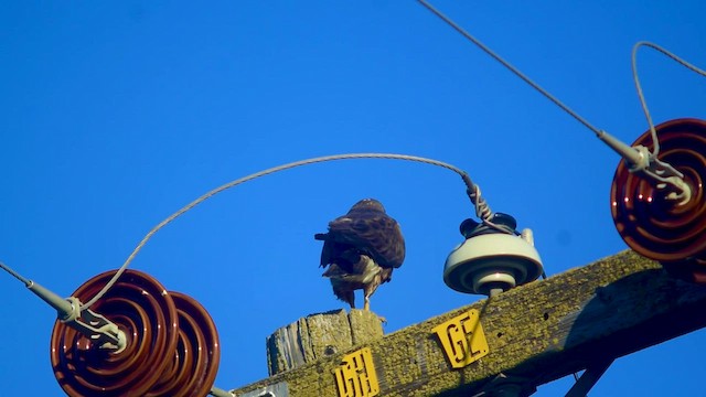 Swainson's Hawk - ML596096731