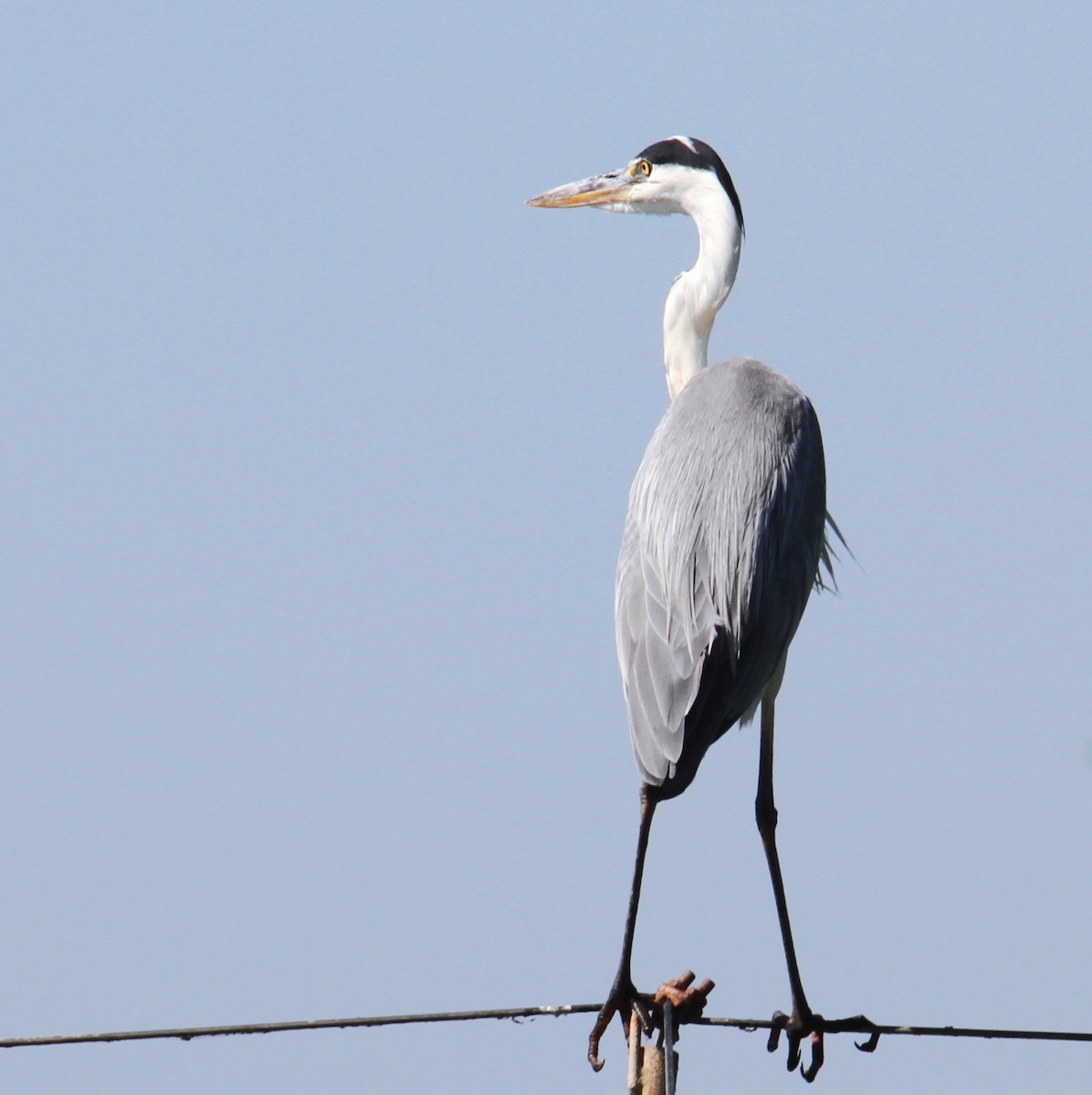 Gray Heron - ML596096771