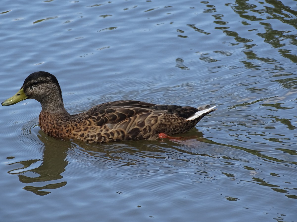 Mallard - ML596097221