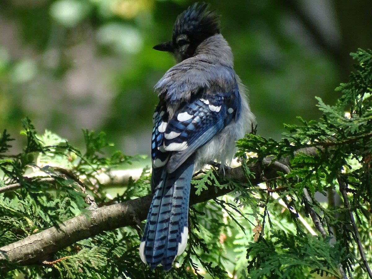 Blue Jay - ML596097381