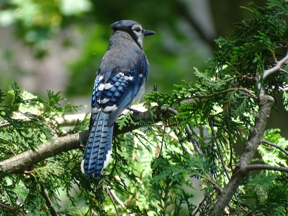 Blue Jay - ML596097391