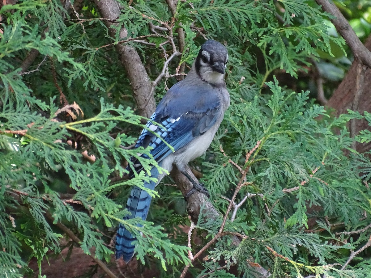Blue Jay - ML596097401