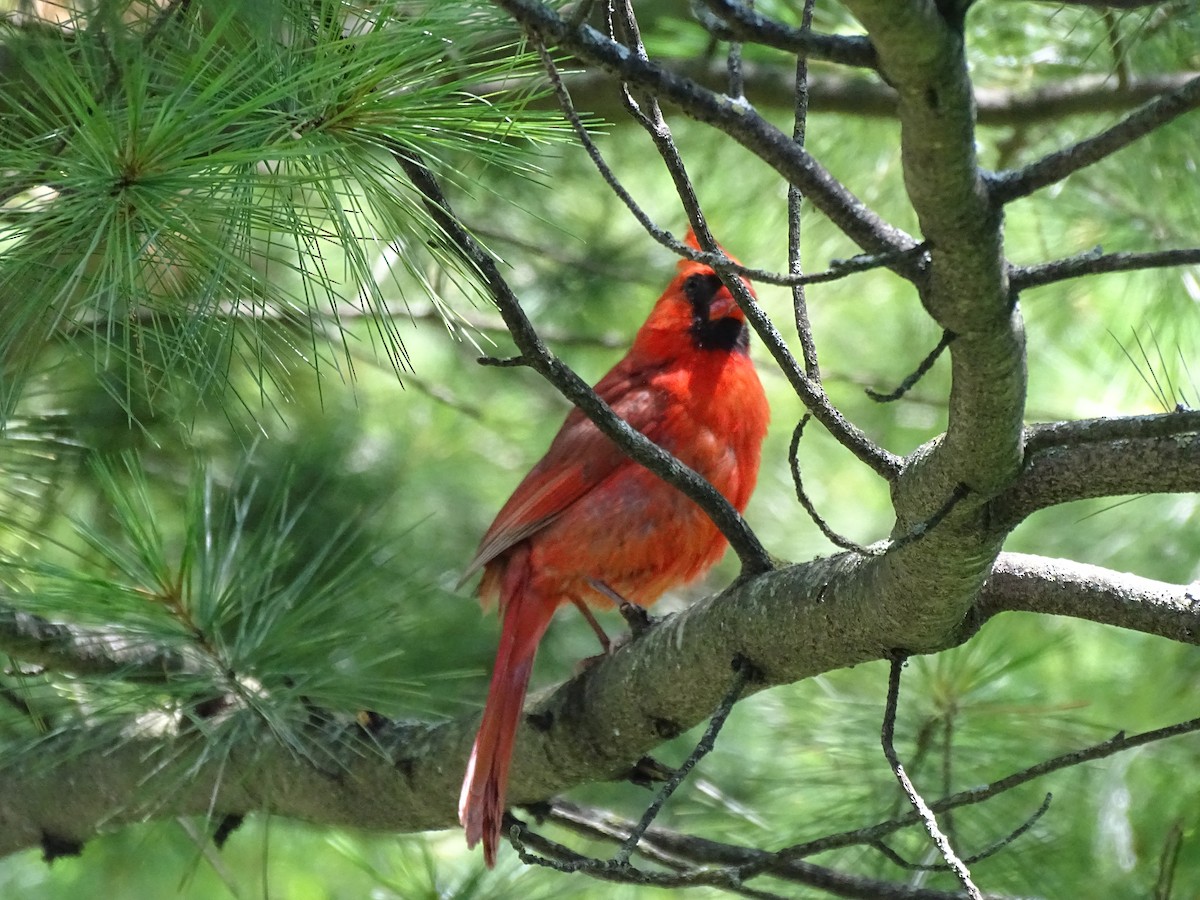Northern Cardinal - ML596097561