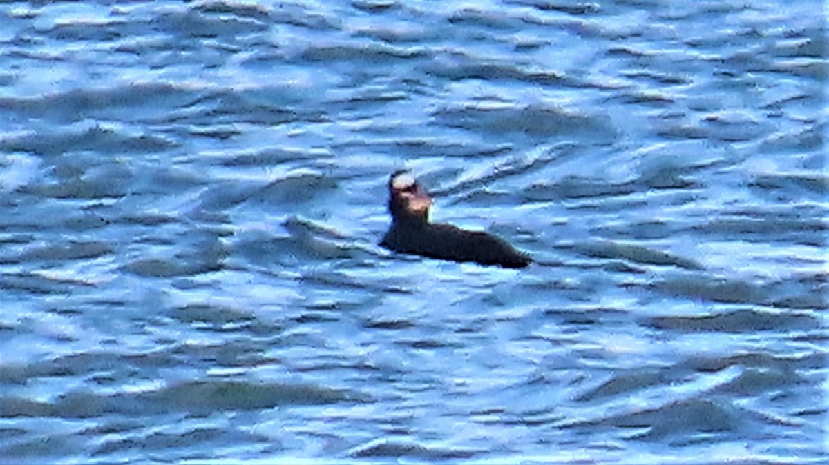 Surf Scoter - ML596097601