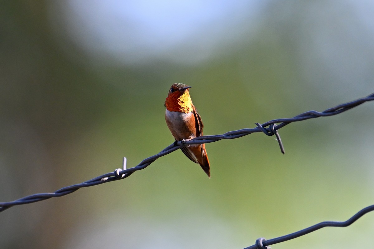 Rufous Hummingbird - ML596098911
