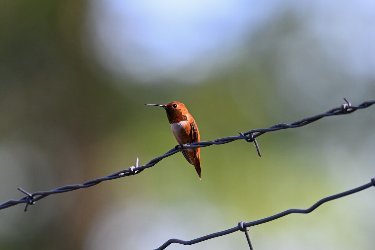 Rufous Hummingbird - ML596098931