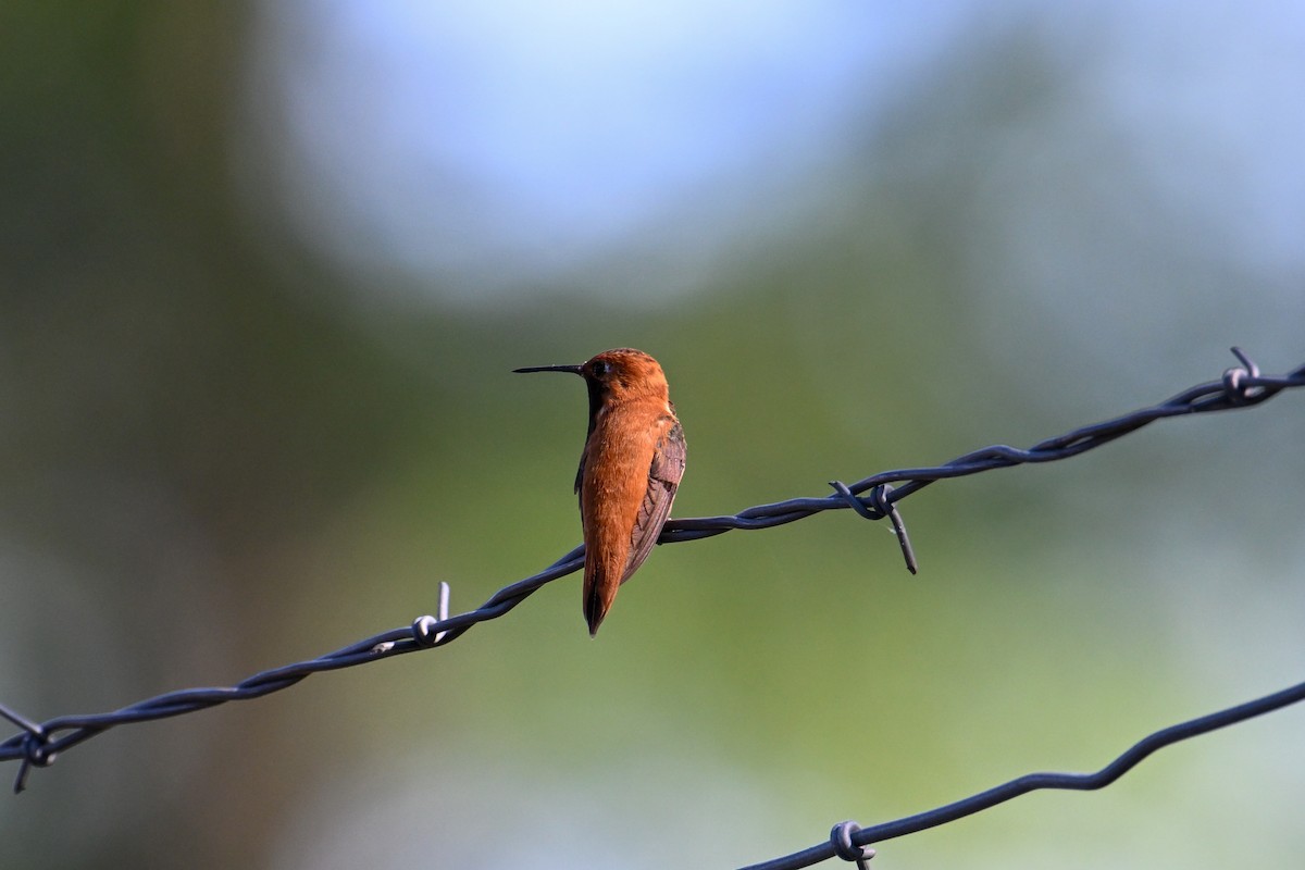 Rufous Hummingbird - ML596098951