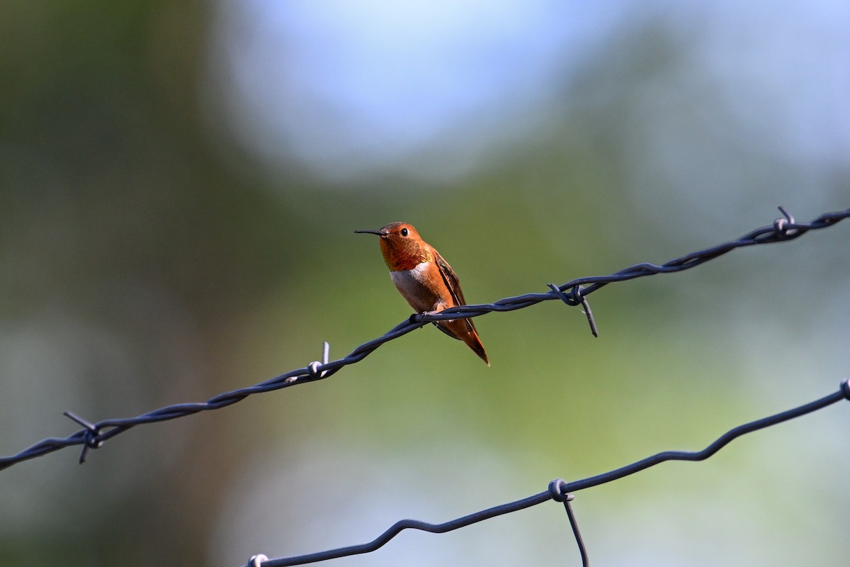 Rufous Hummingbird - ML596098961