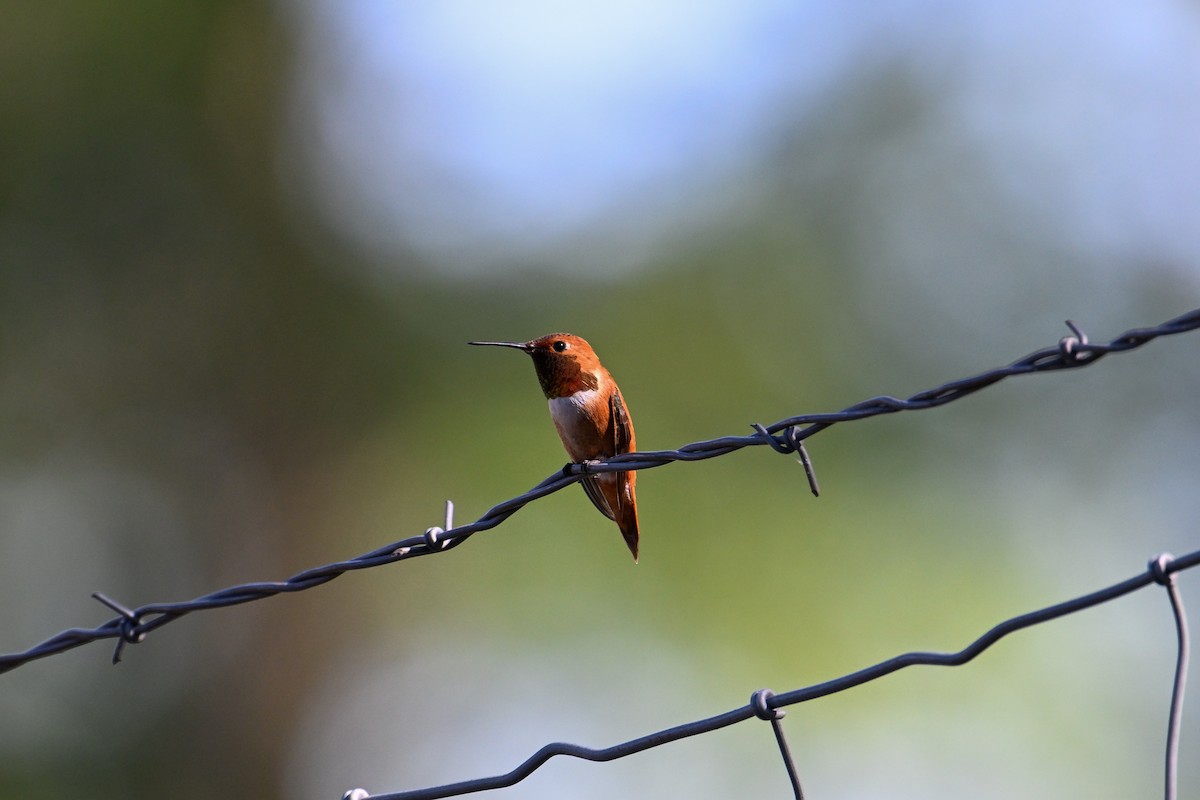 Rufous Hummingbird - ML596098971