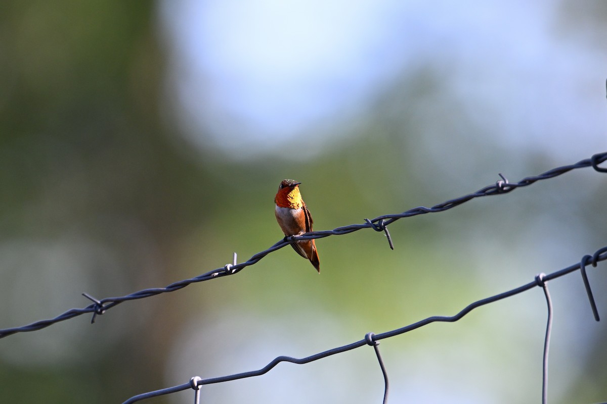 Rufous Hummingbird - ML596098981