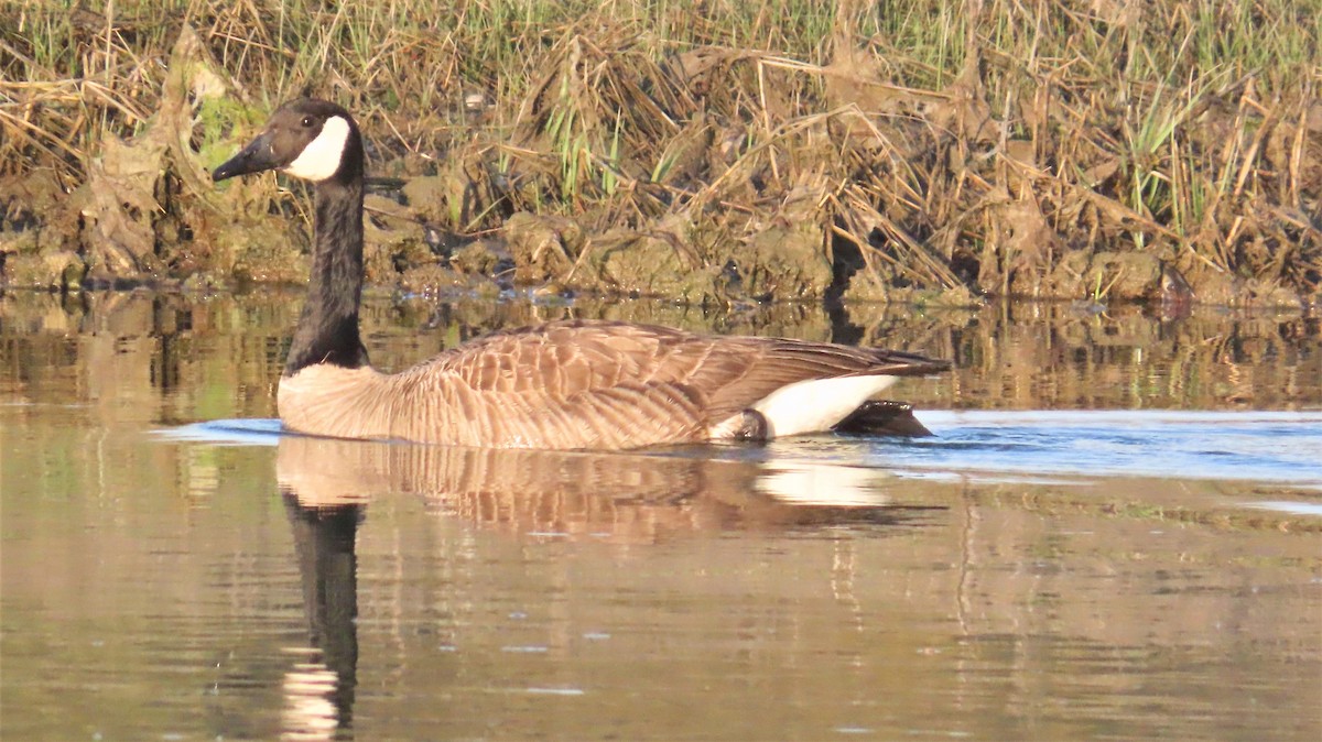 Canada Goose - ML596099231