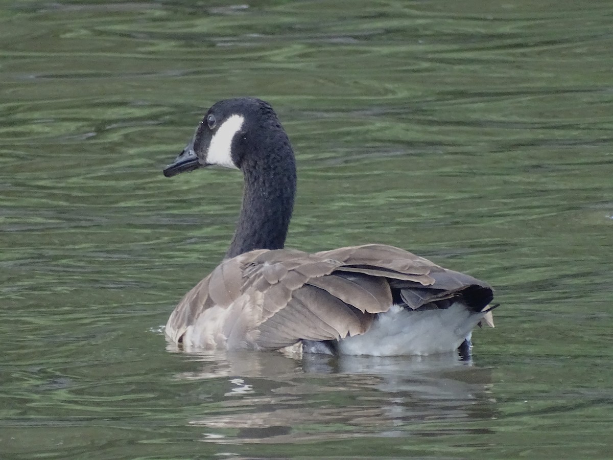 Canada Goose - ML596099831