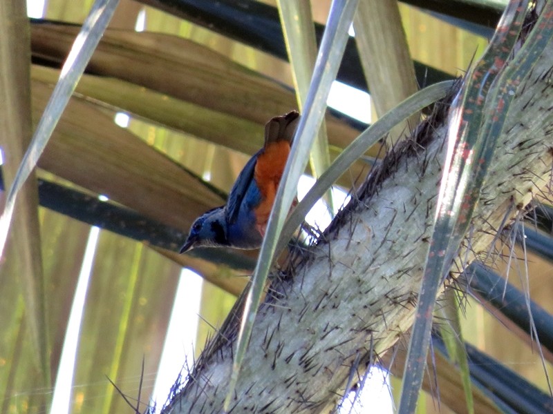 Opal-rumped Tanager - Renata Xavier