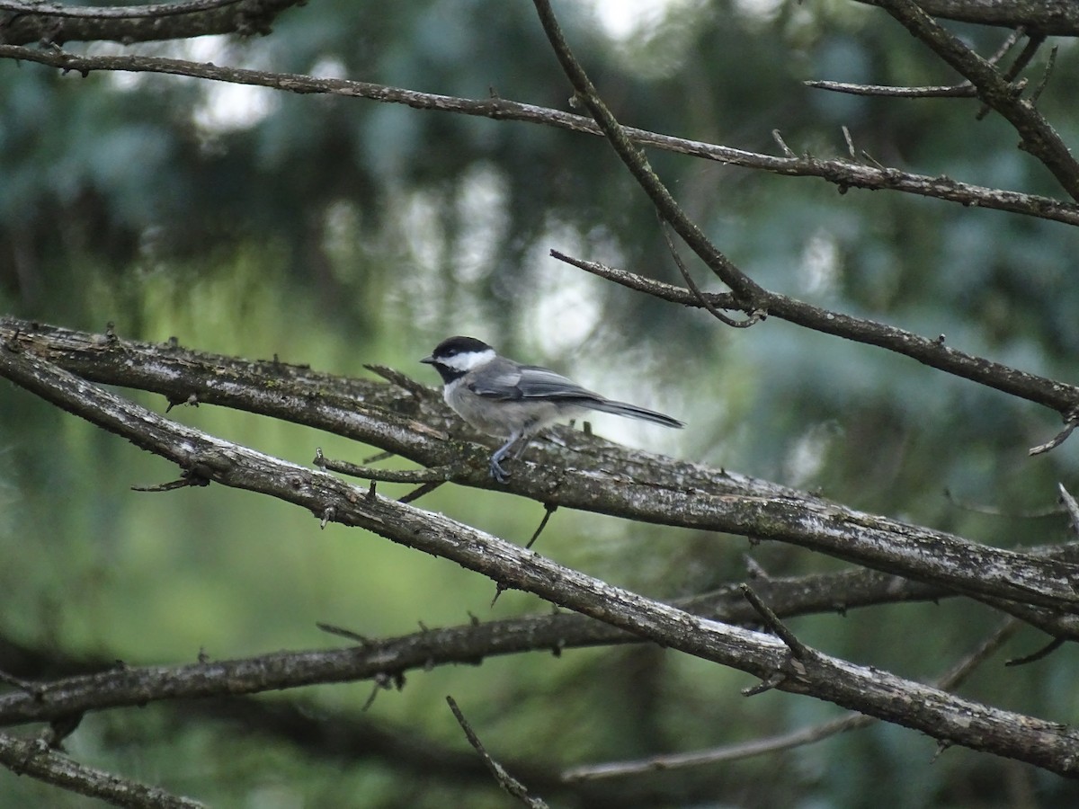 Black-capped Chickadee - ML596100651