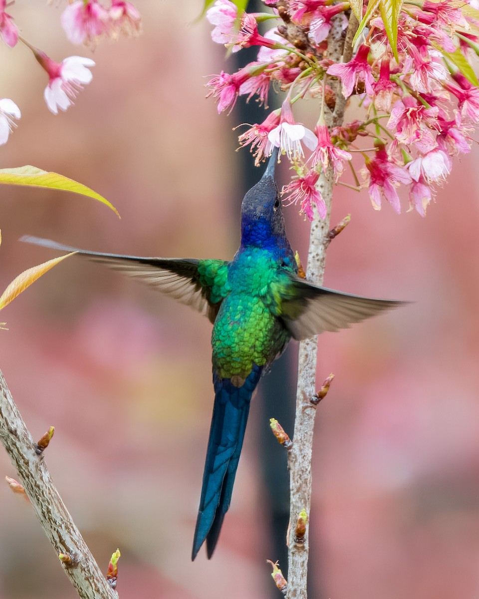 kolibřík vlaštovčí - ML596100671
