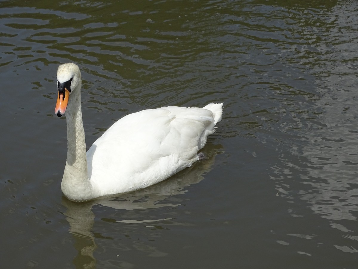 Mute Swan - ML596100771