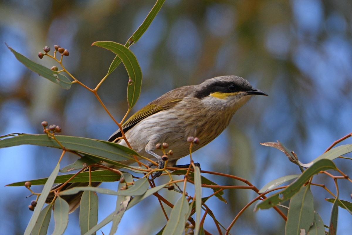 Singing Honeyeater - ML596101071