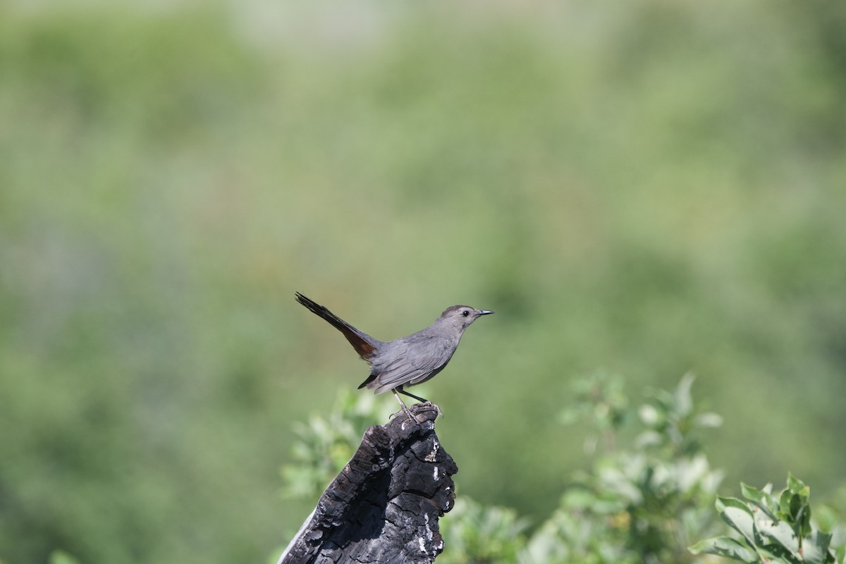 Gray Catbird - ML596101341