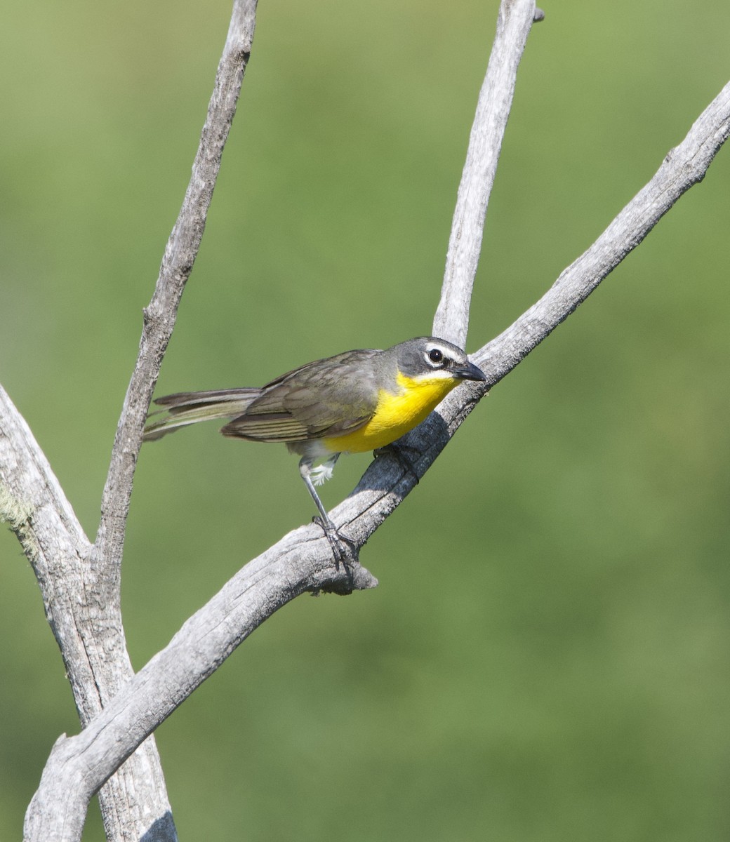 Yellow-breasted Chat - ML596101431