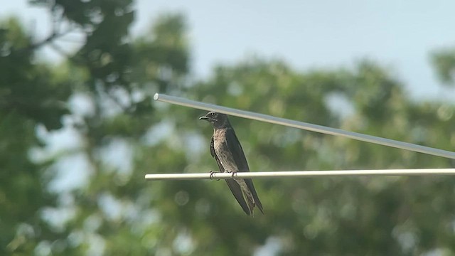 Purple Martin - ML596101811