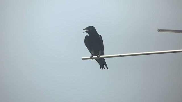 Purple Martin - ML596101831