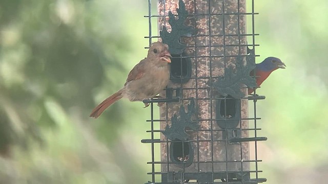 Cardinal rouge - ML596101881