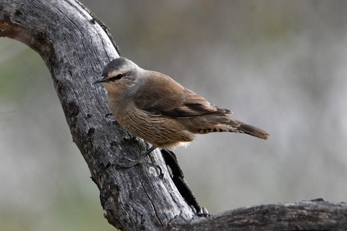 Brown Treecreeper - ML596102081