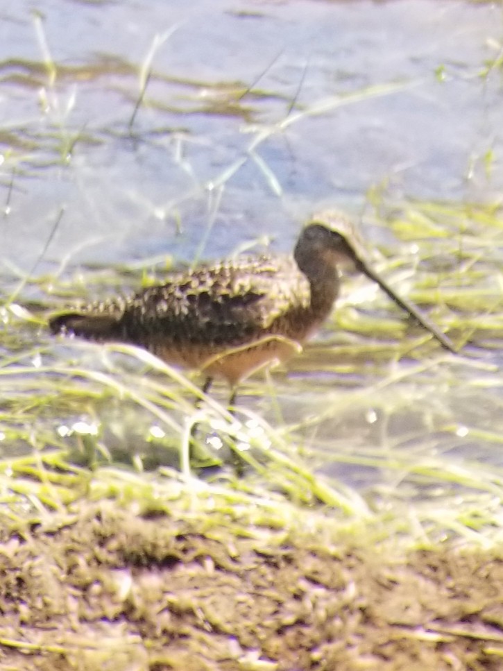 Long-billed Dowitcher - ML596102751