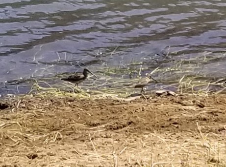 Long-billed Dowitcher - ML596102981