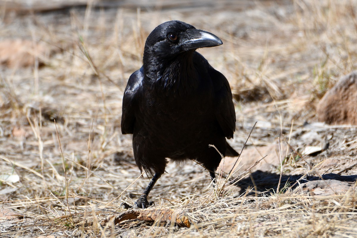 Australian Raven - ML596103341