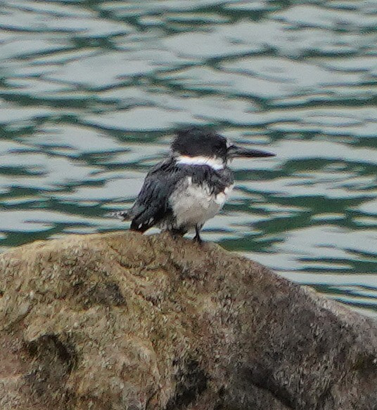 Belted Kingfisher - ML596104271