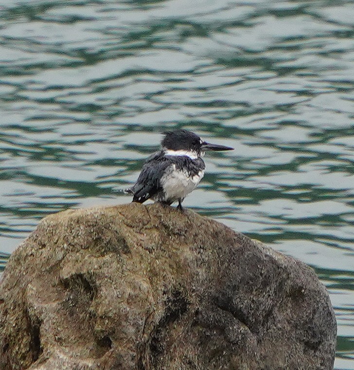 Belted Kingfisher - ML596104281