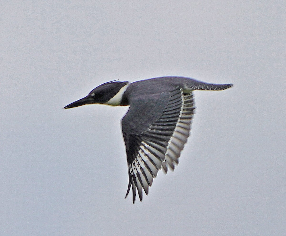Belted Kingfisher - ML596104401