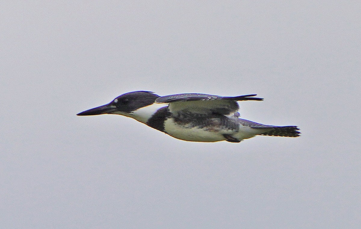 Belted Kingfisher - ML596104411
