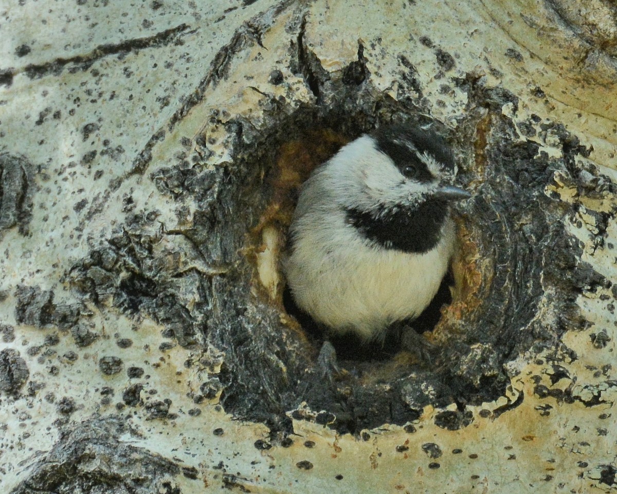Mountain Chickadee - John C Breitsch