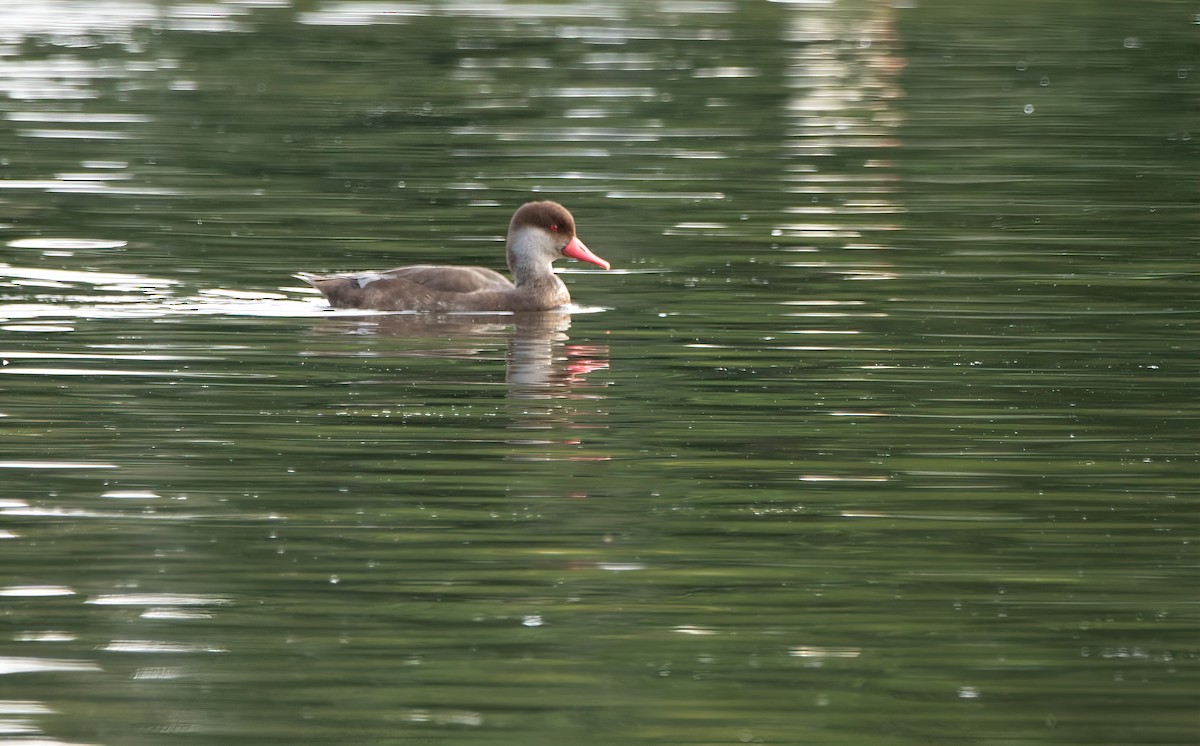 Red-crested Pochard - ML596105051