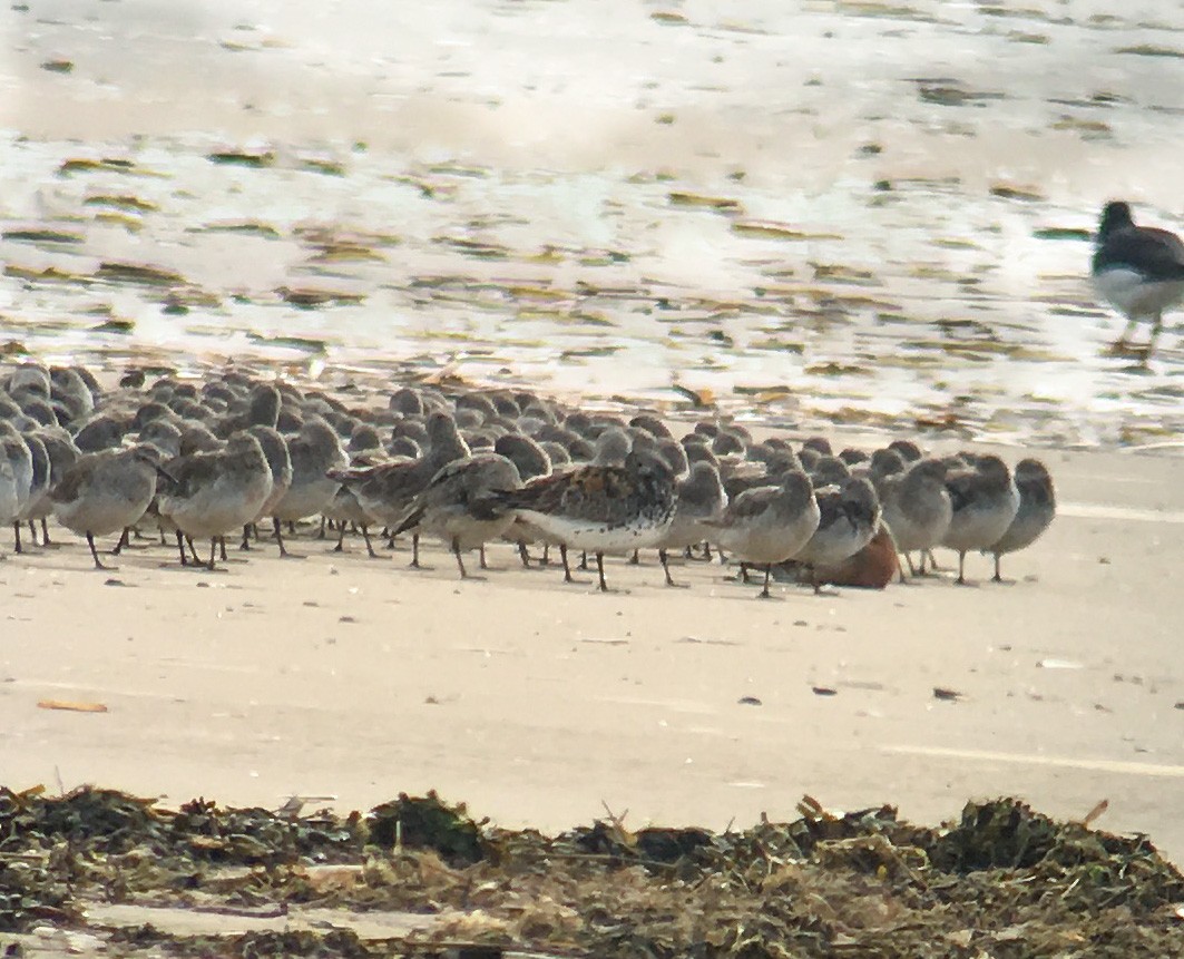 Great Knot - ML596105411