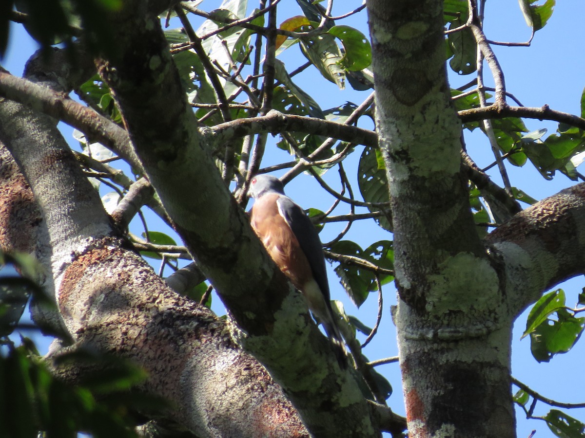 Double-toothed Kite - ML59610561