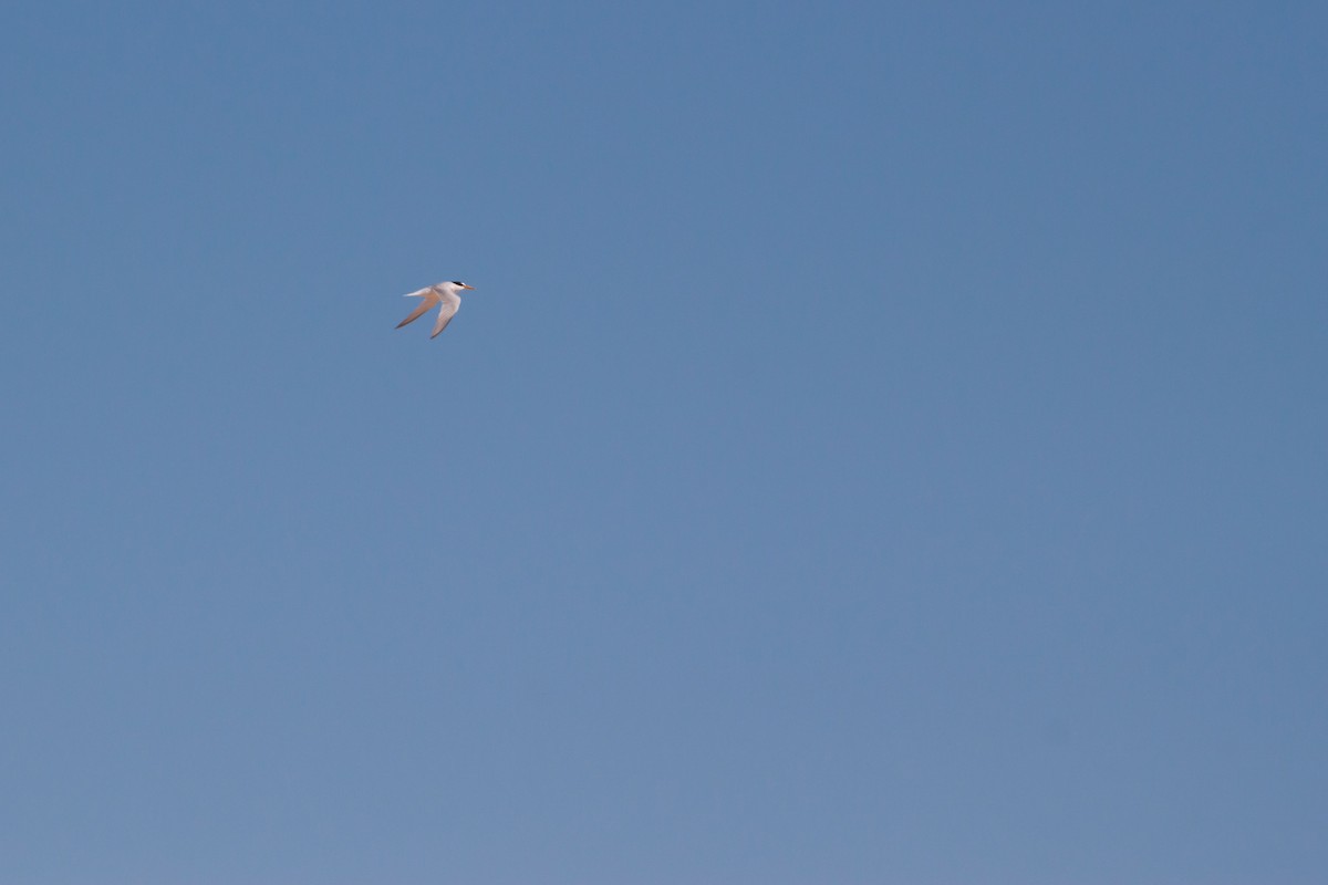 Little Tern - ML596105641